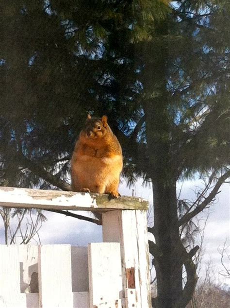 19 fat squirrels that totally over ate this winter pleated jeans