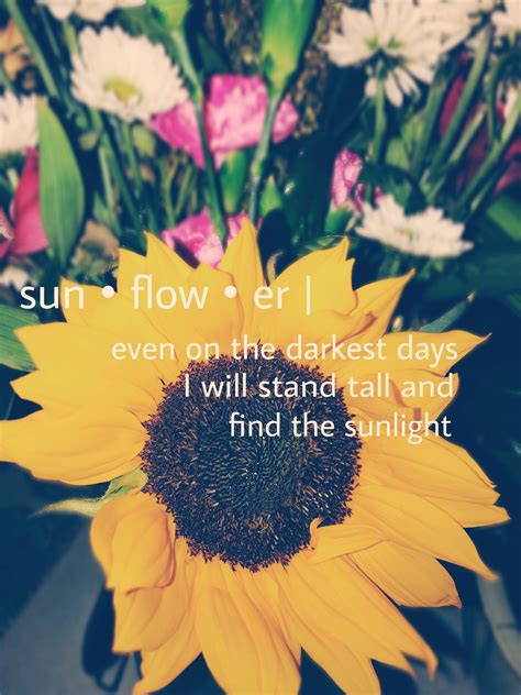 Sunflower Quotes Wallpapers Top Free Sunflower Quotes Backgrounds