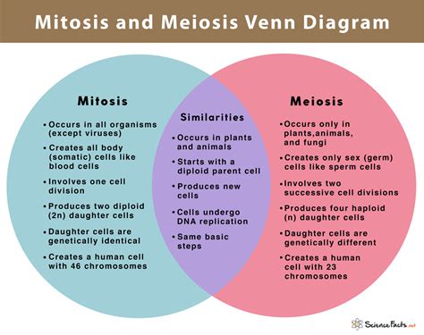 The Difference Between Mitosis And Meiosis
