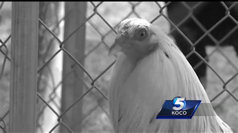 77 Roosters Rescued From Possible Cockfighting Ring In Se Okc Youtube