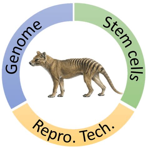 Research Thylacine Integrated Genomic Restoration Research Lab