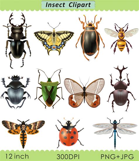 Insect Clipart Insect Clip Art Digital Insect Image
