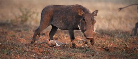 Warthog African Wildlife Foundation