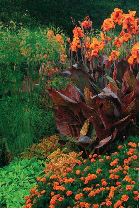 14 Cold Hardy Tropical Plants To Create A Tropical Garden