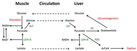 The Central Role Of Pyruvate In The Cori And Alanine Cycles The Cori