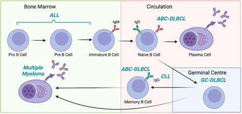B Cell Leukemia And Lymphoma Can Derive From Their Normal B Cell