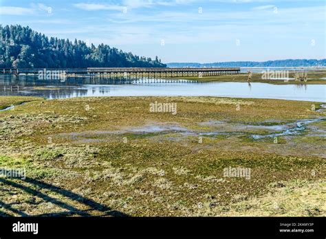 The Boardwalk Above The Nisqually Wetlands In Washington State Stock