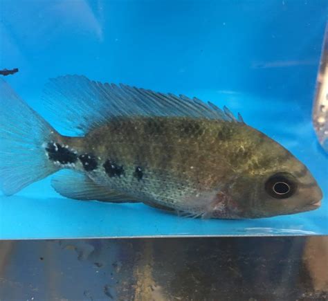 Synspilum Cichlid For Sale Exotic Fish Shop Call 774