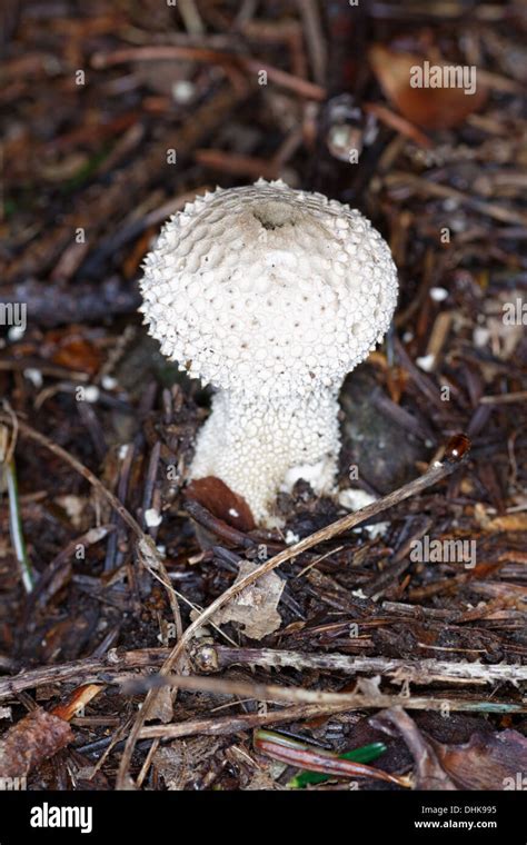 Common Puffball Esclatabufa Lycoperdon Perlatum Mushrooms Stock