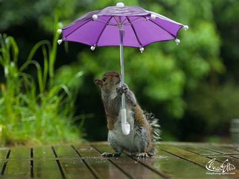 Un écureuil s'abrite sous un parapluie pendant une averse ...