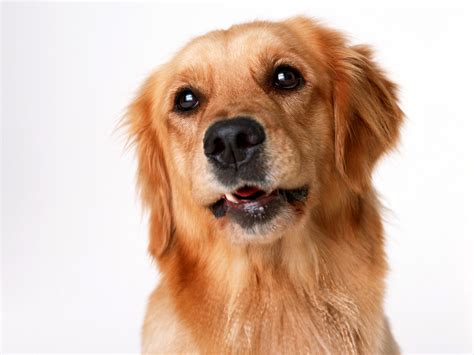Picture Retriever Dogs Animal White Background