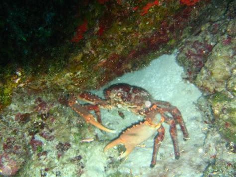 The Biggest King Crab Ever Picture Of Aqua Safari Dive Shop Cozumel