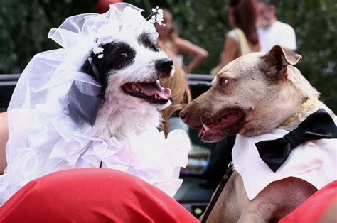 Cutest Animal Wedding Photos 15 Pics