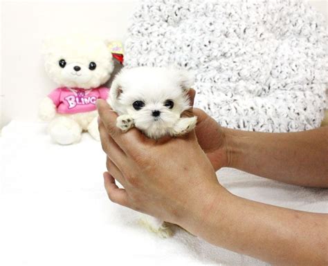 Teacup Maltese Puppy Maltese Puppy Really Cute Puppies