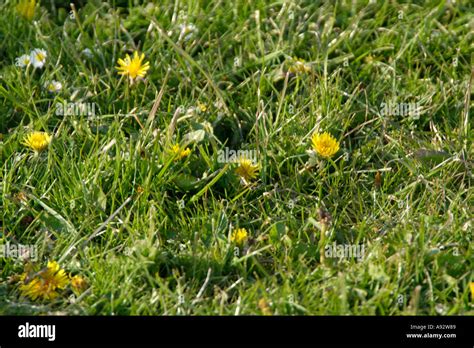Dandylion Weed Weeds Grass Lawn Cut Weedkiller Park Yellow Flower Stock Photo Alamy