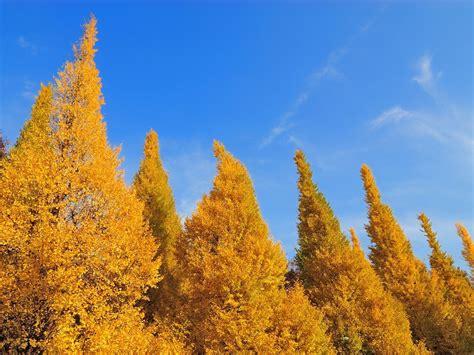 Autumn Trees Sky Leaves Scenery Papel De Parede De Alta Qualidade