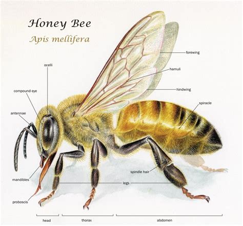Body Parts Of A Bee The Worker Beediscover The Benefits Of Honey