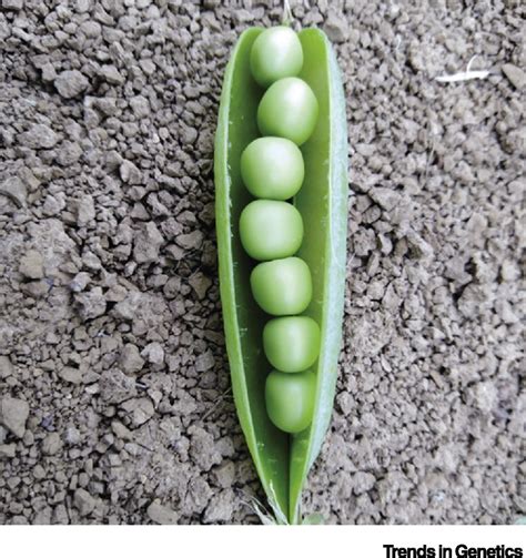 Pisum Sativum Pea Trends In Genetics