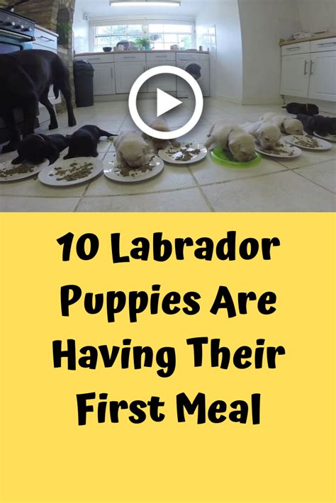You may find it useful to get a special weaning bowl with a suction base to keep. 10 Labrador Puppies Are Having Their First Meal | Labrador ...