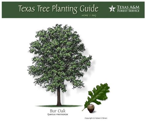 The Masters Of Horticulture Fast Growing Shade Trees Texas Trees