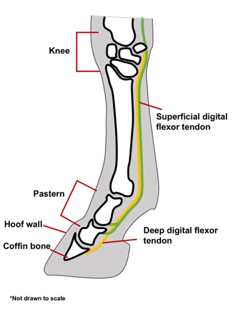 Bowed Tendons In Horses