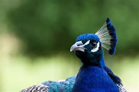 Head of a blue peacock image - Free stock photo - Public Domain photo ...