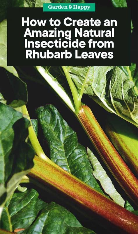 How To Create An Amazing Natural Insecticide From Rhubarb Leaves