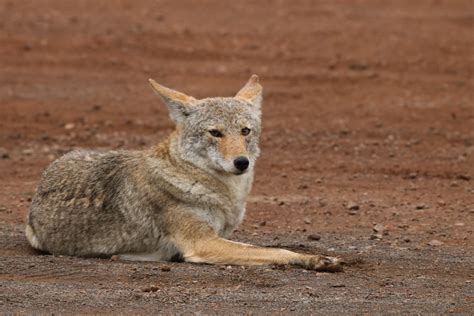urban coyotes spotted in eastern texas the critter squad texas wildlife removal and control