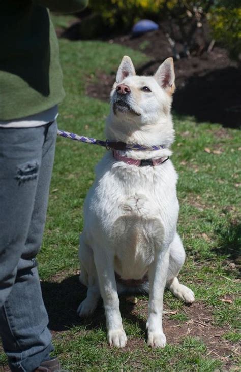 Snowy Available German Shepherd Dog At Shepherds Hope Rescue