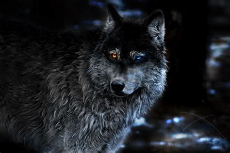 Wolf Heterochromia Fantasy Hd Artist 4k Wallpapers Images