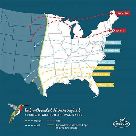 Ruby Throated Hummingbird Migration