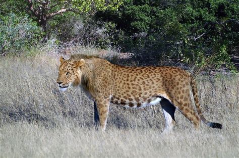 A Peculiar Felid From The Congo The Centre For Fortean Zoology