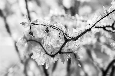 Free Images Tree Branch Blossom Snow Cold Black And White Leaf