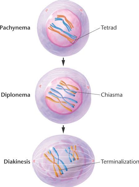 Meiosisprophaseibhtml 0209 Meiosisprophaseib