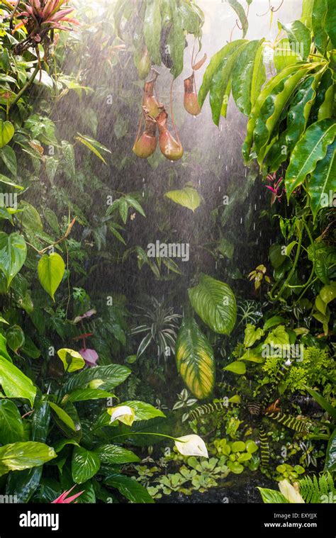 Rain In Tropical Rainforest Stock Photo Alamy