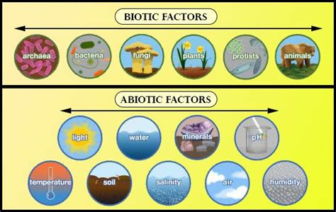 10 Biotic Factors