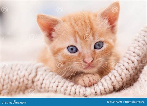Incredible Compilation Of Over 999 Adorable Kitten Pictures