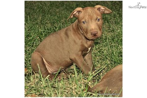 Meet Female D A Cute American Pit Bull Terrier Puppy For Sale For 800