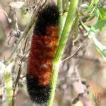 Banded Woollybear Caterpillar Nikki Lynn Design