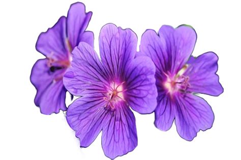 Believe it or not, purple is one of the most popular flower colors. Clip Art: Flowers on a transparent background