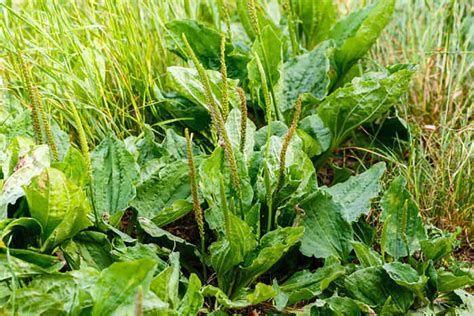 Plantain The Overlooked Medicinal Weed Garden Culture Magazine