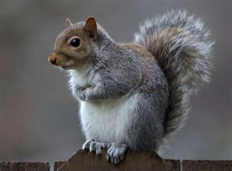 Eastern Gray Squirrel Facts Range Diet Call Lifespan And Pictures