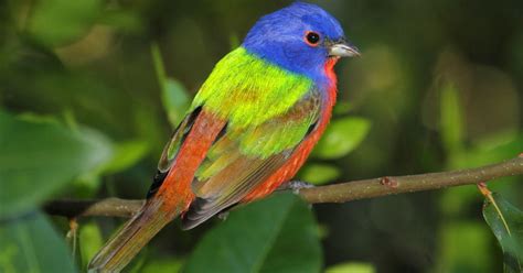 Meet Painted Bunting—most Colorful Bird Species Indigenous To United States