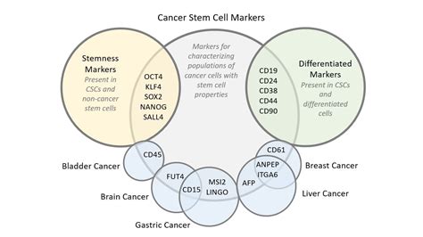 A Guide To Cancer Stem Cell Markers Biocompare The Buyers Guide For