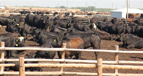 Videos Emerge Of Heat Stress Deaths In Us Feedlot Cattle Beef Central