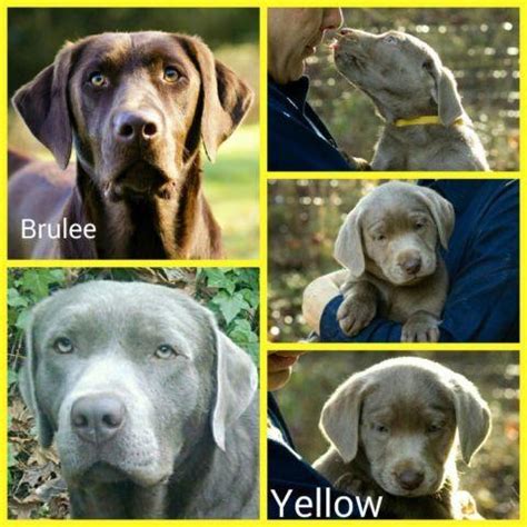 I'm the breeder behind valley view english labs located in medford, or. AKC Lab Puppies for Sale in Gaston, Oregon Classified ...