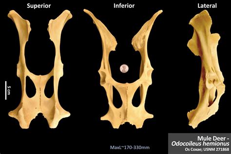 Mule Deer Os Coxae Osteoid Bone Identification