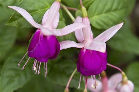 Fuchsia Rose Of Castile Bbc Gardeners World Magazine