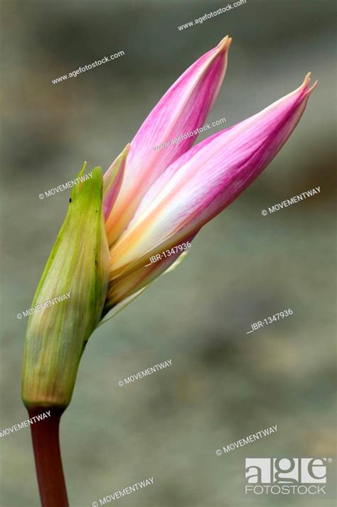Belladonna Lily Or Naked Lady Amaryllis Belladonna Stock Photo Picture And Rights Managed