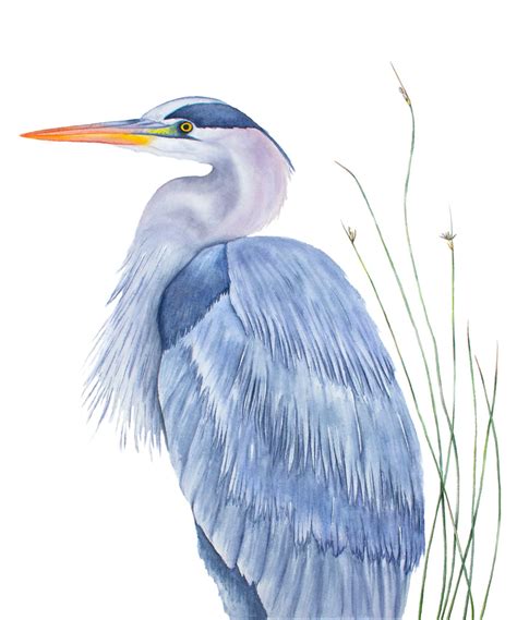 Watercolor Great Blue Heron Art Print Laura Ashton Illustration And Design